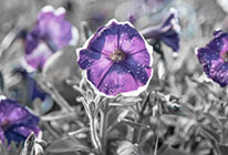 呼死你轰炸短信平台