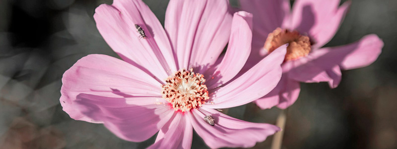 网络短信免费版