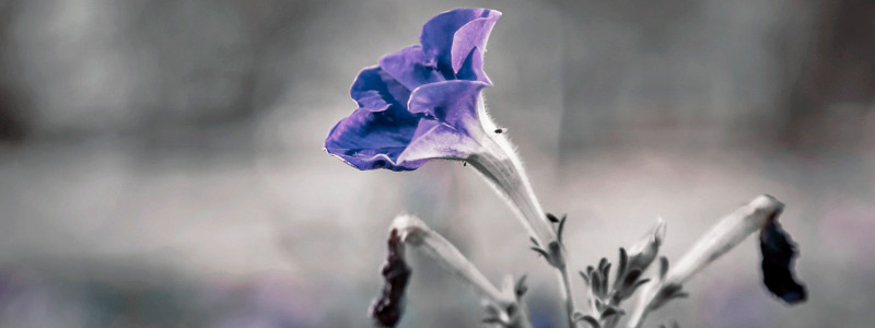 在线呼死你轰炸